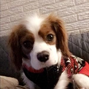 Meet your Posher, Justine